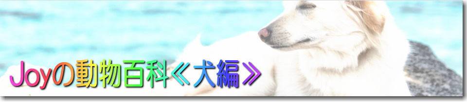 動物百科犬編トップ画像